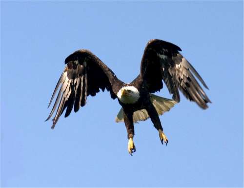 Bald Eagle Flight Nature Bird Flying Wildlife
