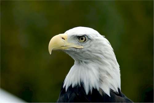 Bald Eagle Eagle Bald Head Predator Bird Raptor