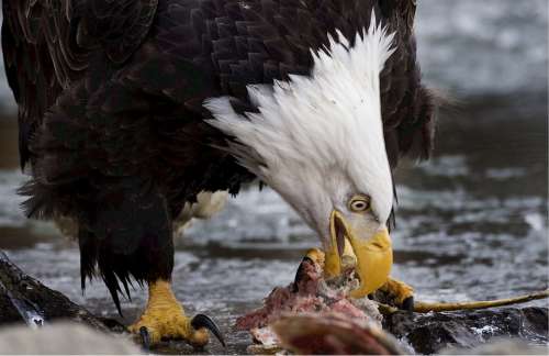 Bald Eagle Eagle Bald American Eating Predator