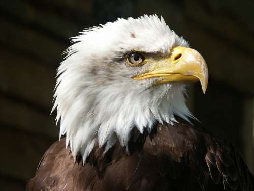 Bald Eagle Eagle Raptor Beak Feathers Animal