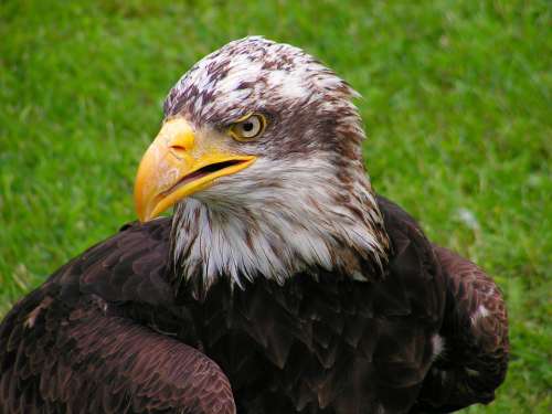 Bald Eagle Head Eagle Portrait Beak Bird Of Prey