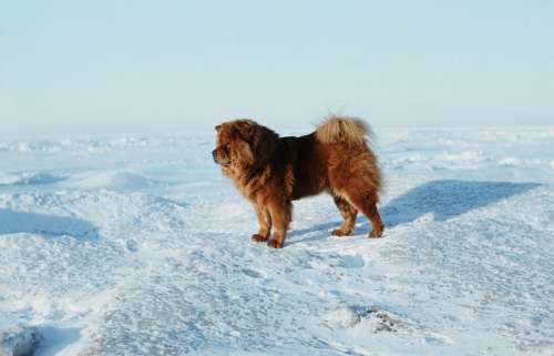 Baltic Sea Total Frozen Chow Chow Ice Tank Ice