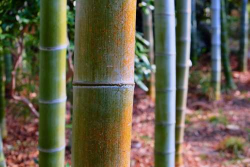 Bamboo Forest Sunlight Surface