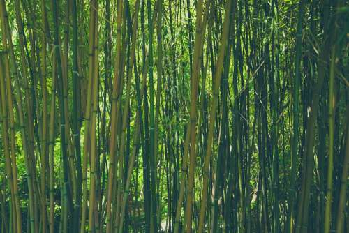 Bamboo Forest Nature Green Plant Asia Japan