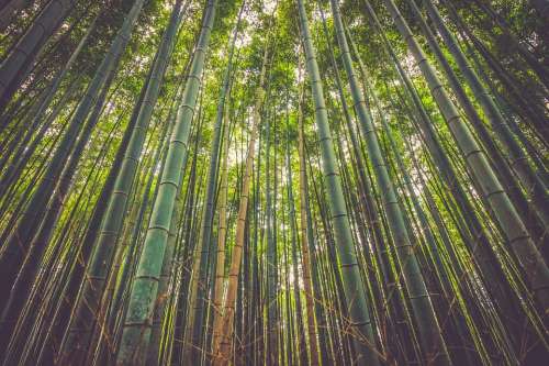 Bamboo Trees Forest Nature Natural Green