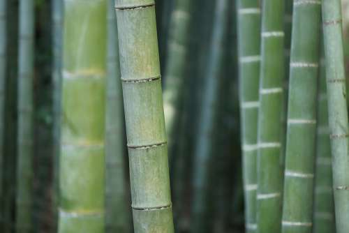 Bamboo Forest Trunks Grass Plant Vegetation Macro