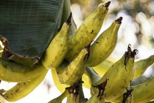 Banana Bananas Fruit Jungle Nature Costa Rica