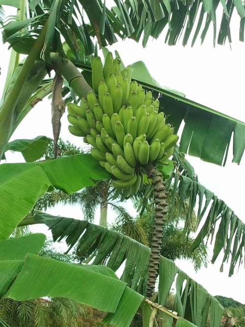 Banana Bunch Food Fruit Fresh Tropical Organic
