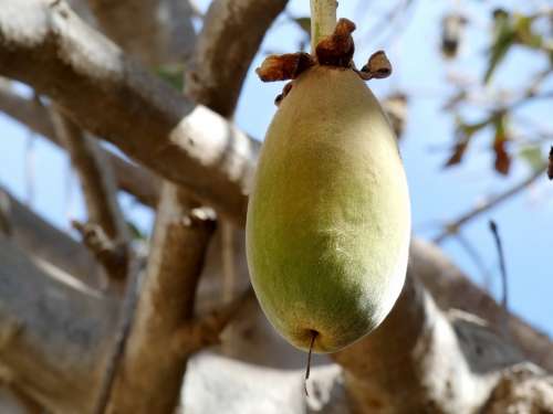 Baobab Fruit Bread-Of-Monkey Africa