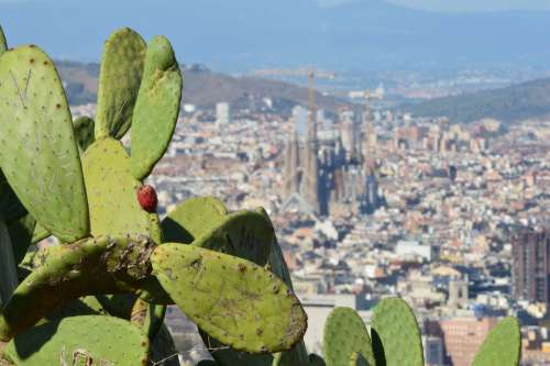 Barcelona Landscape Cactus Europe View