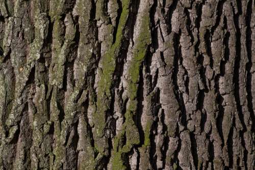 Bark Tree Oak Old Oak Bast Shed Bark Moss Green