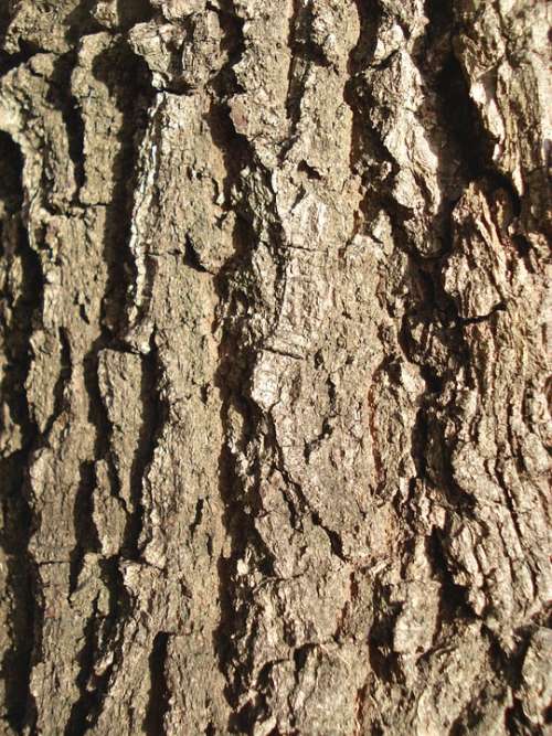 Bark Wood Background Texture Brown Pattern Wooden