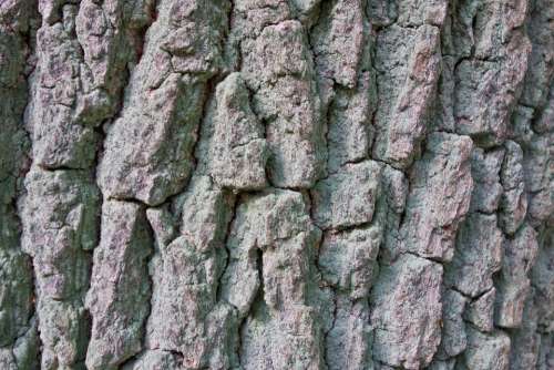 Bark Poplar Tree Log Tribe