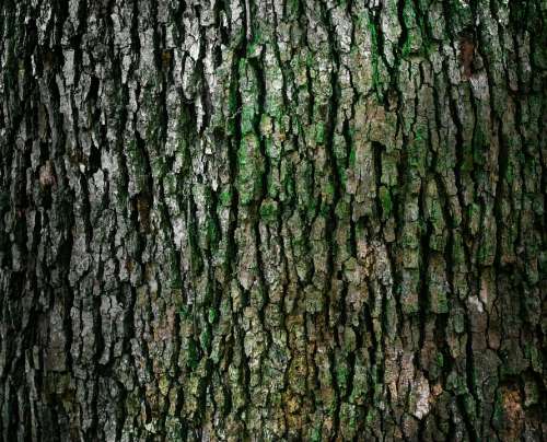 Bark Trunk Pattern Texture Natural Material Tree