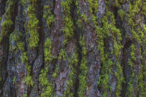 Bark Moss Macro Closeup Tree Trunk Texture