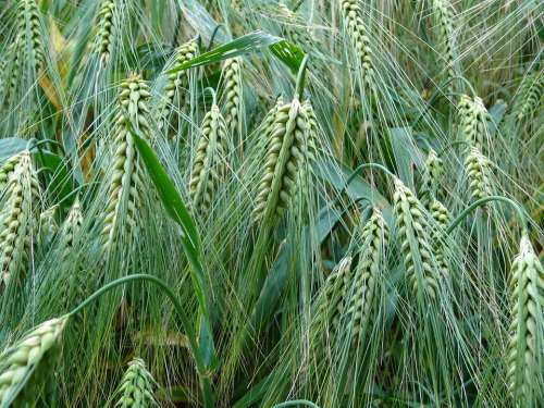 Barley Cereals Agriculture Food Grain Cornfield
