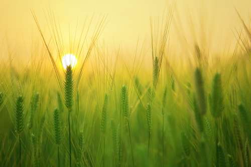 Barley Field Wheat Harvest Sunrise Morning