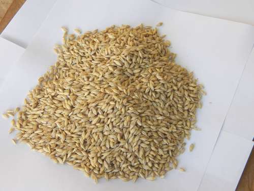 Barley Seeds Health Grain Wheat Agriculture Nature
