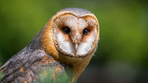 Barn Owl Owl Bird Predator Beak Bird Of Prey