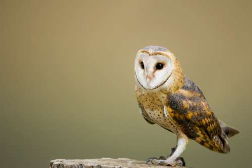 Barn Owl Perched Tree Stump Owl Avian Bird