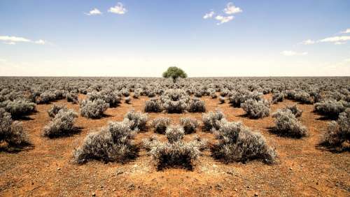 Barren Desert Plants Shrubs Horizon Rocky Sandy