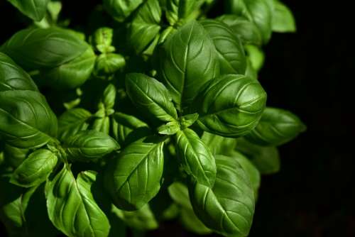 Basil Herb Culinary Herbs Spice Green Plant