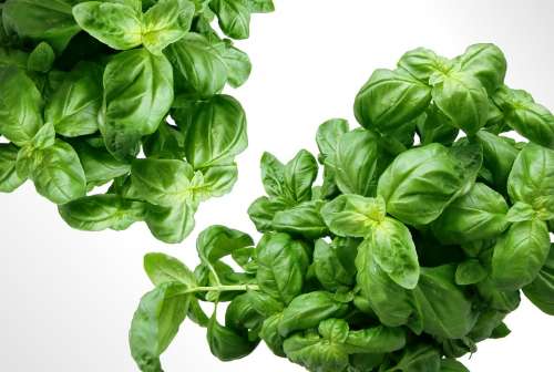 Basil Herbs Green Mediterranean Leaves Plant