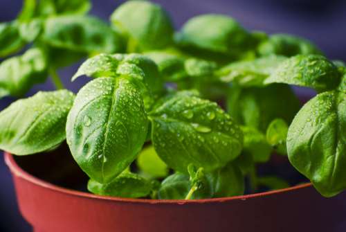 Basil Herbs Food Fresh Cooking Ingredient Healthy