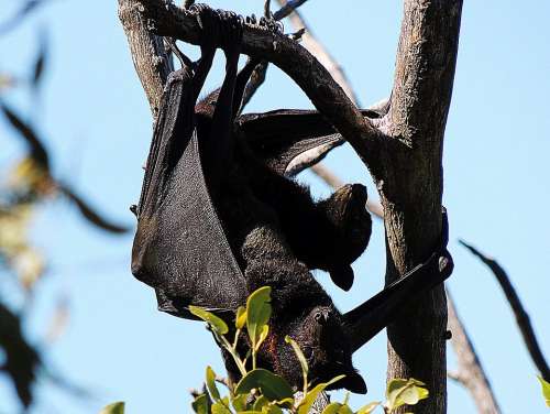 Bat Flying Fox Fruit Tree Playing Wings Mammal