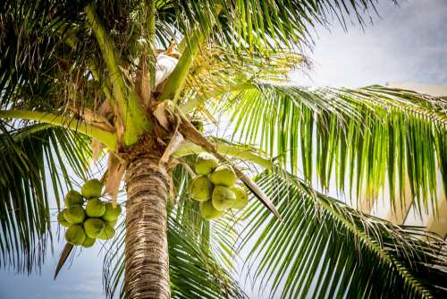 Beach Tree Palm Coconuts