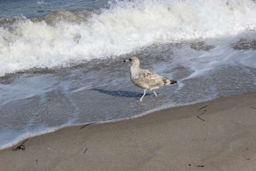 Beach Mew Gull Seevogel Water Wave Foam