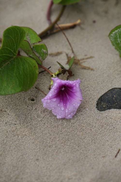 Beach Flower Nature Sand