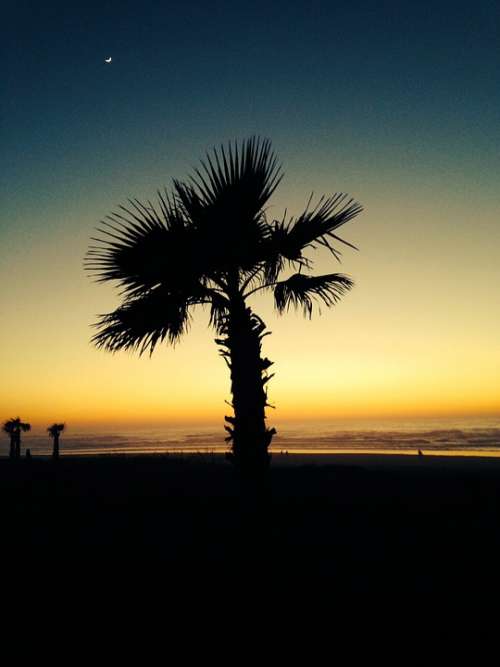 Beach Palm Trees Sea