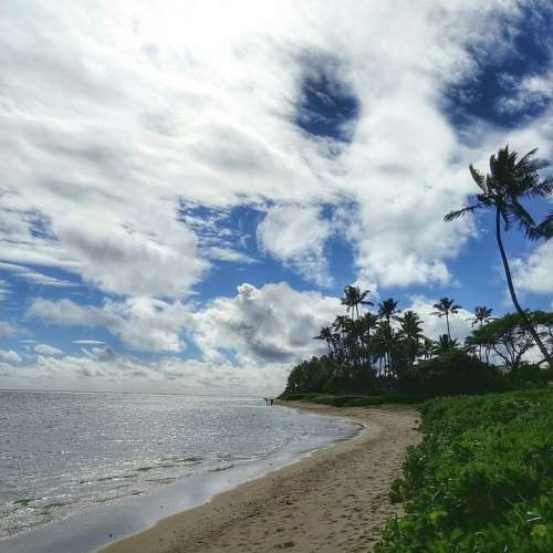 Beach Oahu Tropical Hawaii Palm Shore Sand Water