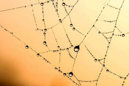 Beaded Cobweb Web Dew Drip Raindrop Dewdrop