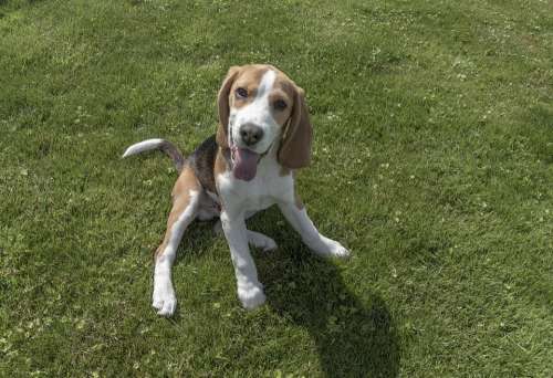 Beagle Dog Pet Animal Cute Adorable Young