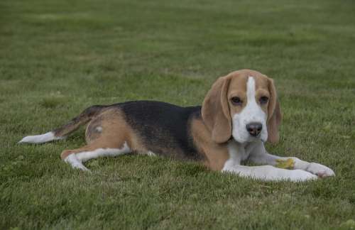 Beagle Dog Pet Animal Cute Young Happy