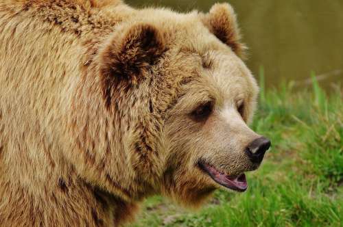 Bear Wildpark Poing Brown Bear Wild Animal Animal