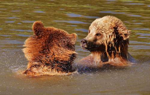 Bear Wildpark Poing Play Water Brown Bear