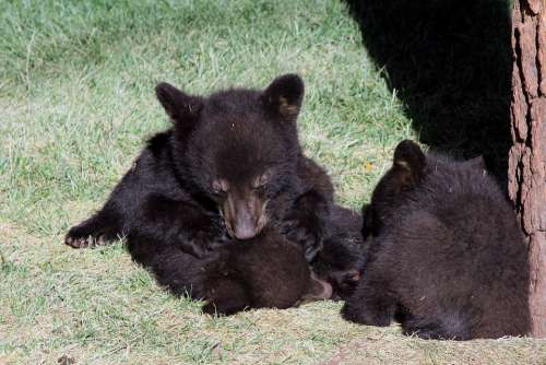 Bear Cubs Black Arizona Nature Cub Animal