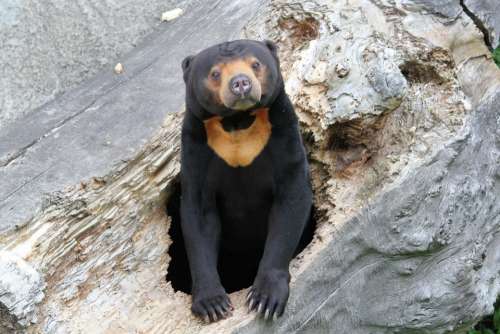 Bear Malay Animal Mammal Watches Black Nora Zoo