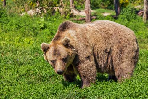 Bear Brown Bear Animal Mammal Beast Hairy Nature