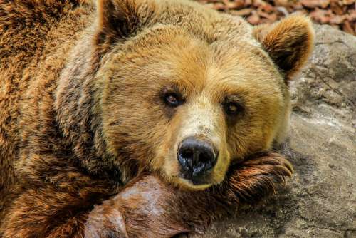 Bear Grizzly Bear Brown Bear Zoo Captivity Animal