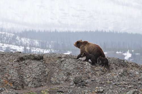 Bears Cubs Wildlife Animal Mammal Nature Wild