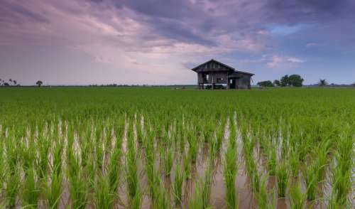 Beautiful Cottage Rice Field Landscape Vietnam
