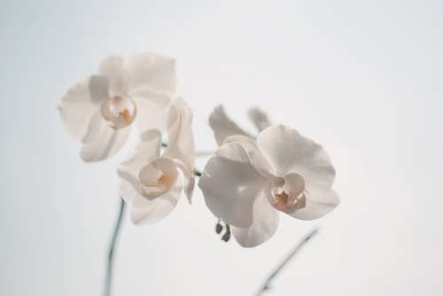 Beautiful Orchids White Bloom Blooming Blossom