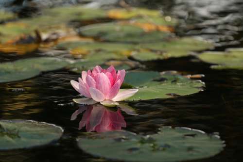 Beauty Flower Lotus Meditation Peace Pink Pond