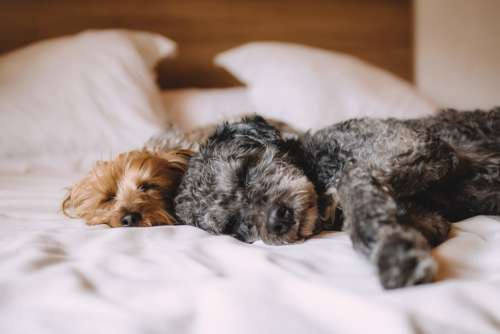 Bed Dog Animals Dogs Pets Relax Sleeping Calm