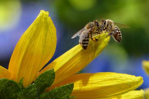Bee Honey Bee Apis Insect Flower Garden