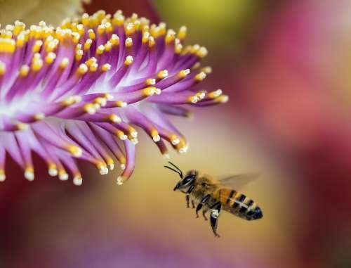 Bee Blur Close-Up Flora Flower Honeybee Insect